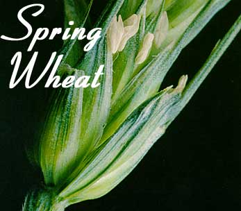 spring wheats images