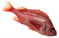 Perch- Red Whole