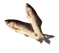 Fresh Water Fish Rohu 