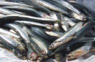 Anchovies fish