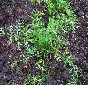 ajwain plant