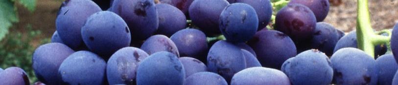 grapes