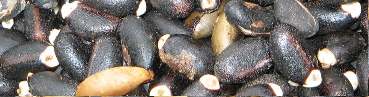 jatropha_seeds