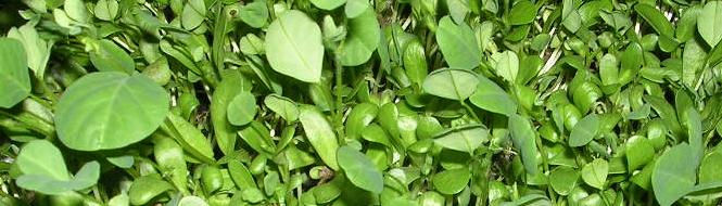 methi plant