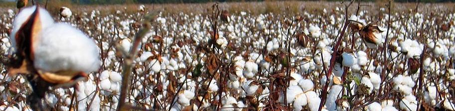 mississippi cotton