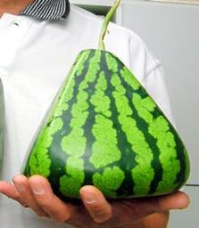 Pyramid watermelon                      