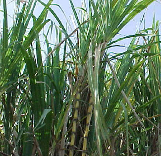 sugercane