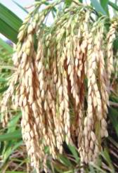 Rice exporters in india