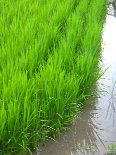 rice paddie