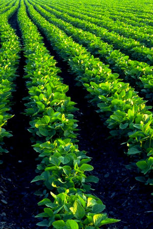 soya bean plants