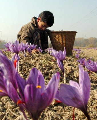 safforn flowers