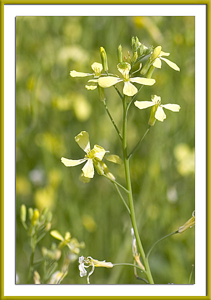 black mustard