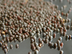 mustardseeds 