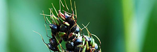 Sorghum Seeds