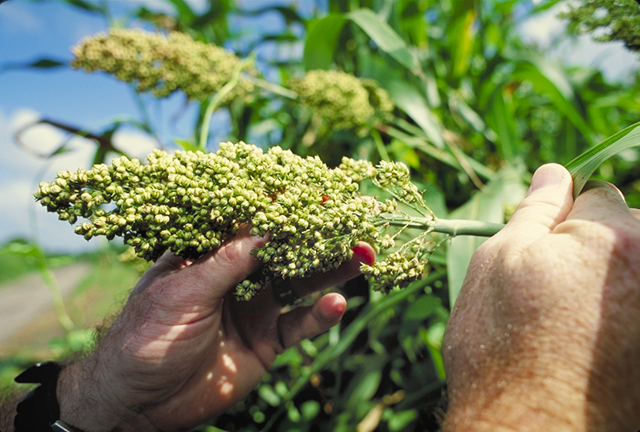 Sorghum banner