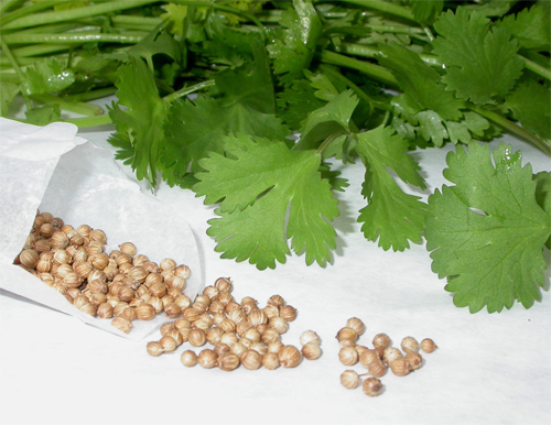 coriander seeds and leaves