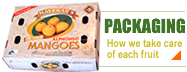 mangoes pack