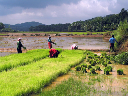 kerala paadam