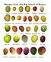 Indian mango varieties