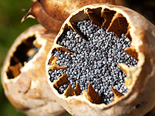 poppy seed images