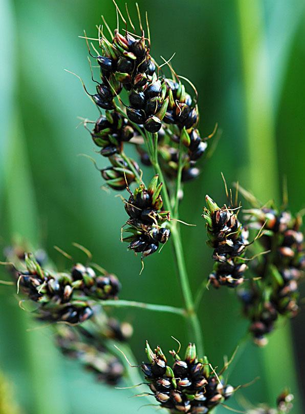 sorghum images