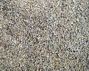 Sorghum seeds