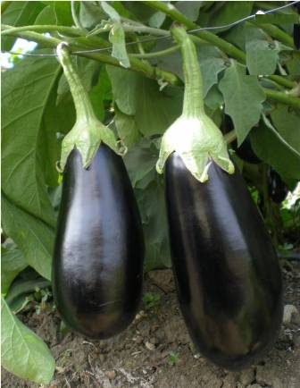 diva brinjal