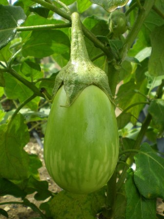 Nellore oval brinjal