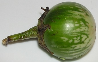 green brinjal