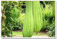 sponge gourd