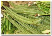 sponge gourd exporter