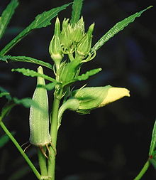 Bhindi plant