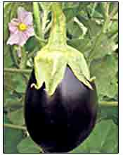 Hyrid TAP BR 8 brinjal