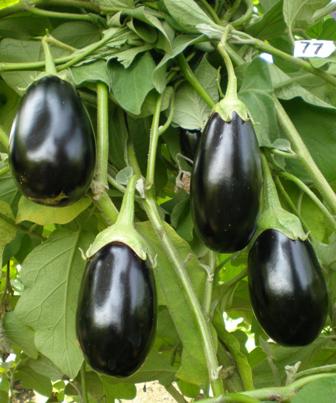 kajal brinjal