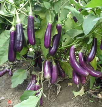 long purple brinjal