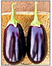 siligudy brinjal