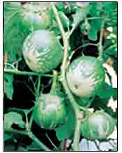 swarna shyamli brinjal