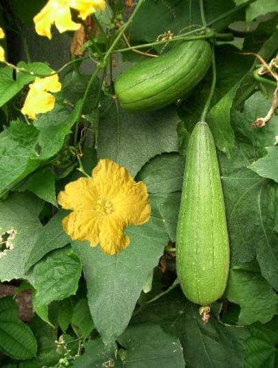 sponge gourd plant