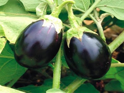 yeild alcohol brinjal