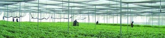 Insecticide:  Deltamethrin [Deltamethrin is a pyrethroid ester insecticide]