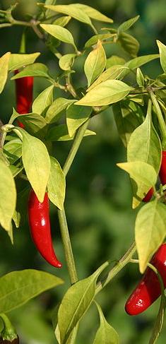 red chilli plant