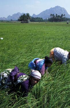  Farming India Women harvesting rice