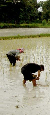 Rice plant india