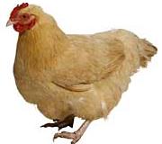 chicken