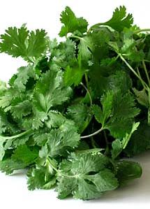 cilantro