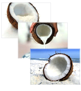 coconut pics