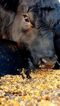 Yellow Corn,cattle feed, taj agro prodcuts