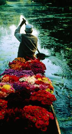 dal lake flowers