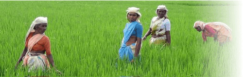 indian farmers rice