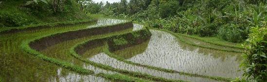 rice paddies